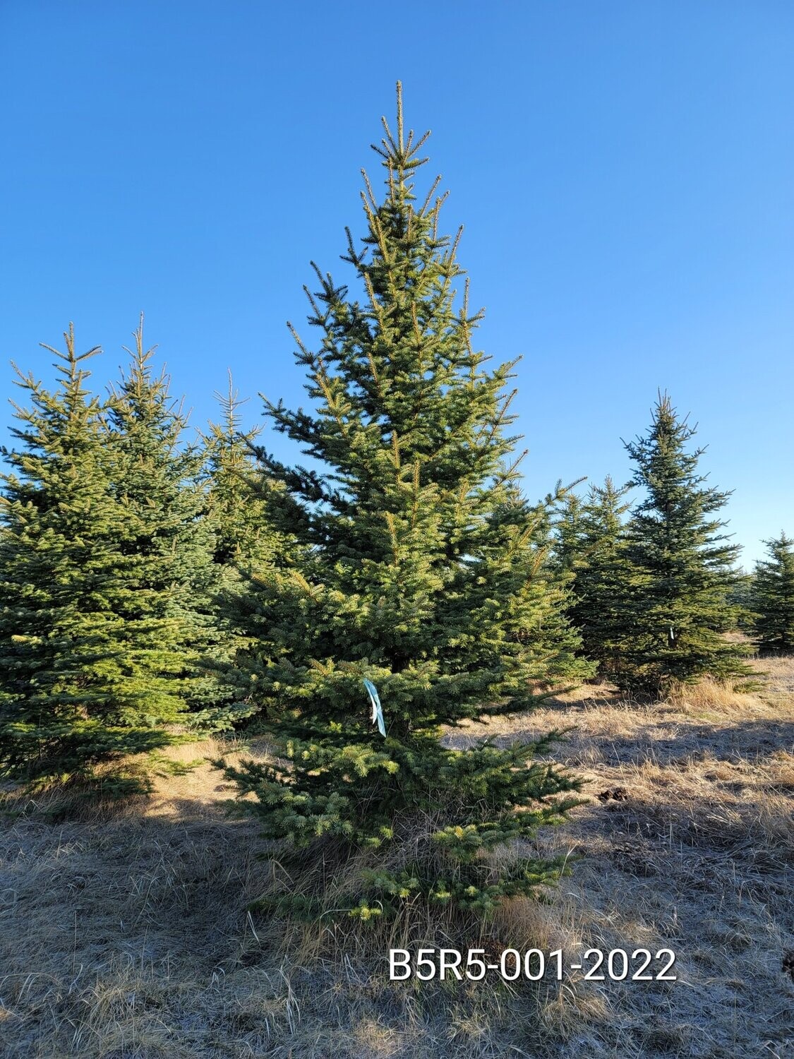 Colorado Blue Spruce | B5R5-001-2022