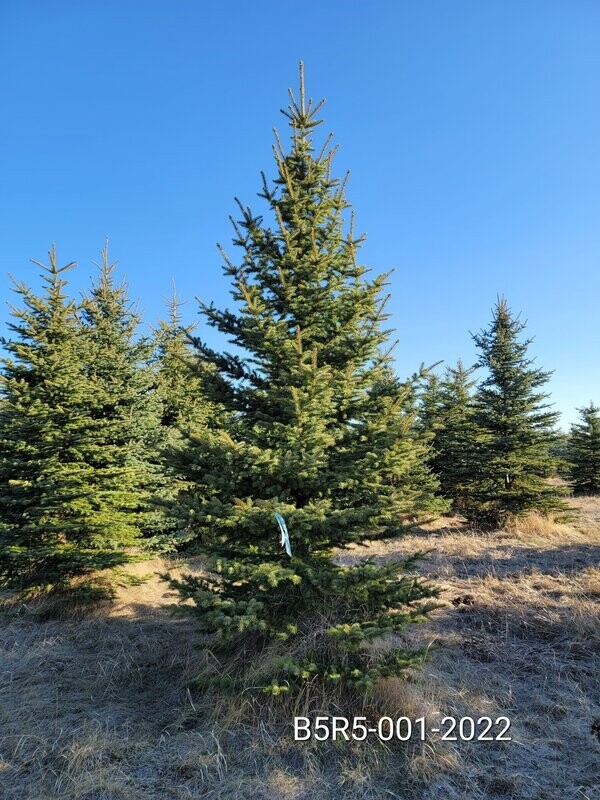Colorado Blue Spruce | B5R5-001-2022