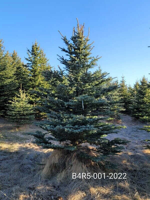 Colorado Blue Spruce } B4R5-001-2022