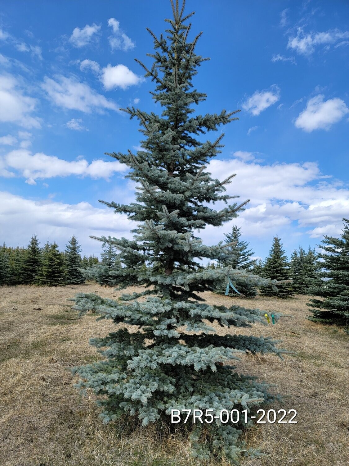 Colorado Blue Spruce | B7R5-001-2022