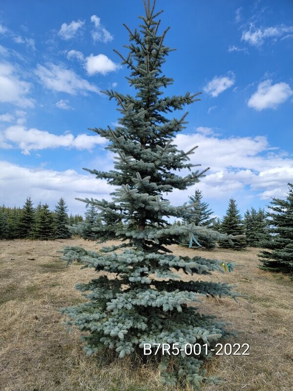Colorado Blue Spruce | B7R5-001-2022