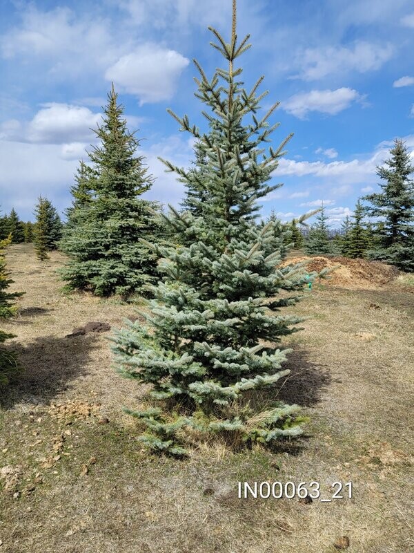 Colorado Blue Spruce | IN00063-21