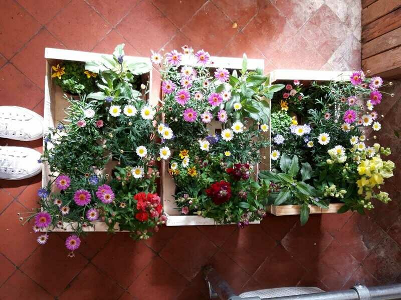 Mixed Plant Box