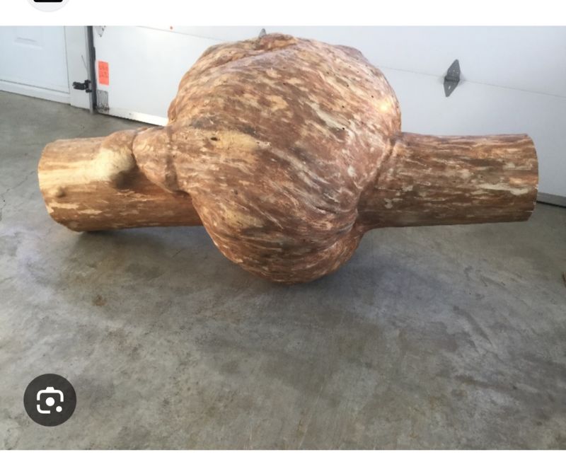 La loupe de bois, qu&#39;est-ce que c&#39;est?