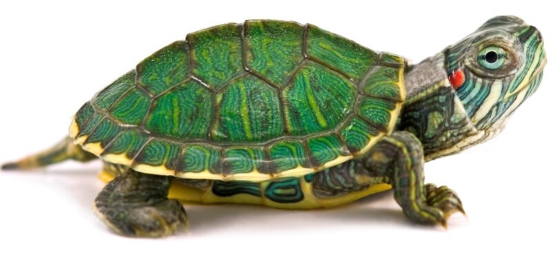 Tortuga de Oreja Roja