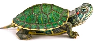 Tortuga de Oreja Roja