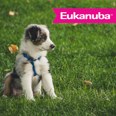 Eukanuba Cachorro