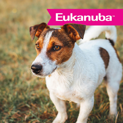 Eukanuba Razas Pequeñas