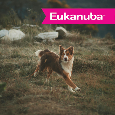 Nutrición Especializada Eukanuba