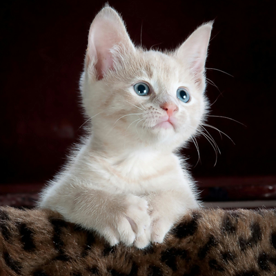 Gatos