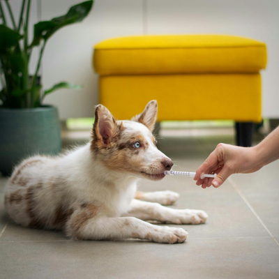 Suplementos y Cuidados Veterinarios