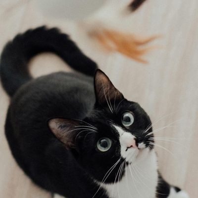 Gatos