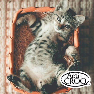 Acti-Croq® Cat Atún
