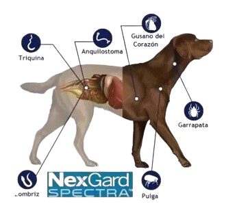 Nexgard Spectra Extra Small