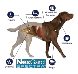 Nexgard Spectra Small