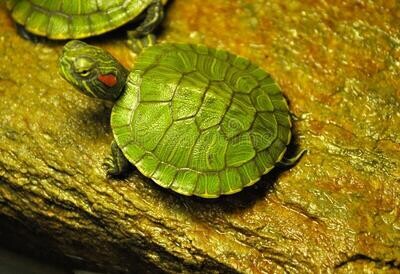 Tortuga de Oreja Roja