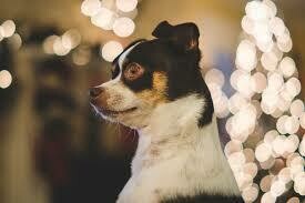 Guide: How To Inform Your Landlord About Your ESA Dog?