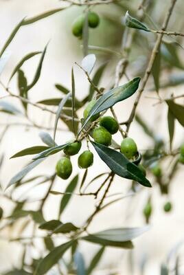 Italian Olives