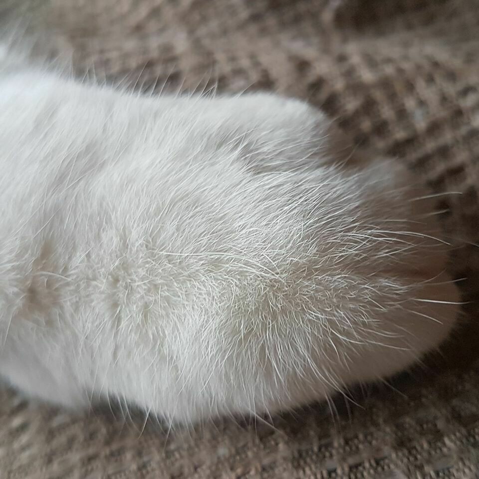 Nail Trimming in the Owners Home