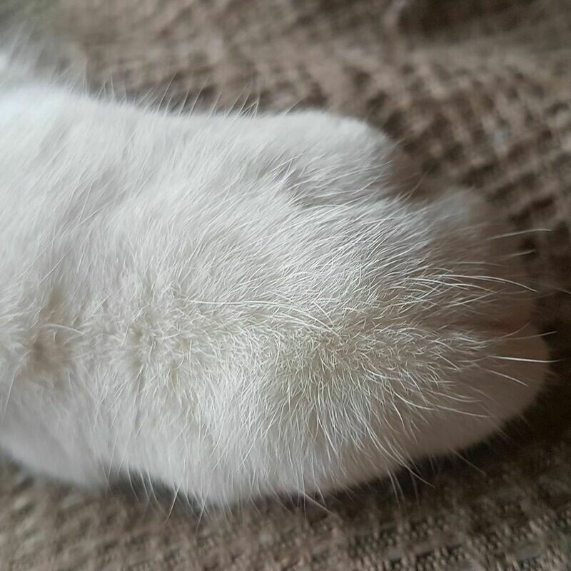 Nail Trimming in the Owners Home