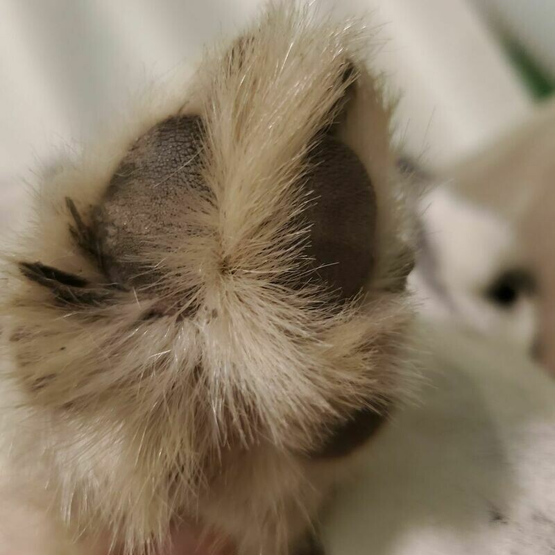 Toe Hair or Face Trimming