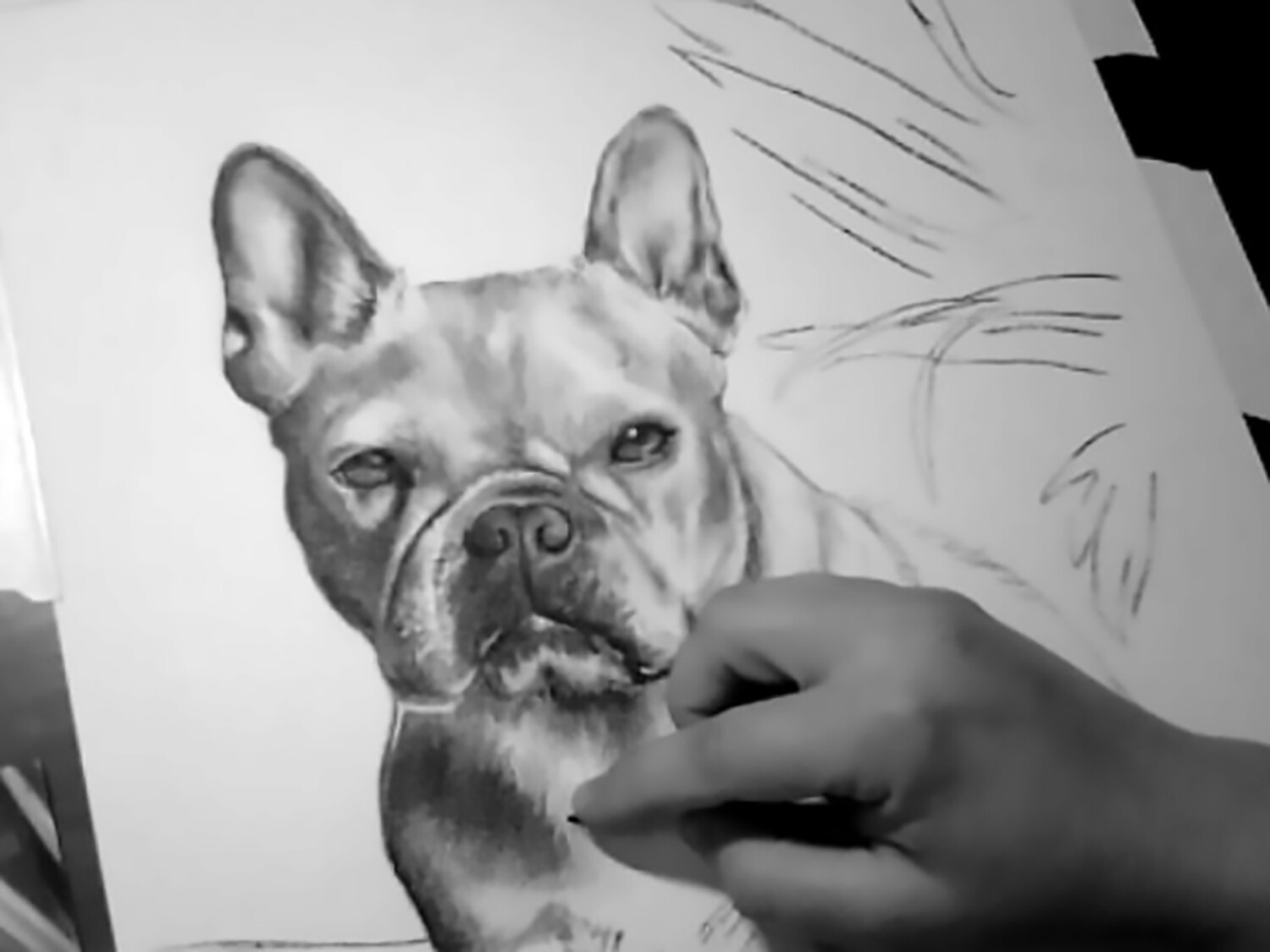 COMMISSIONED Graphite or Charcoal Portrait (Pet) Starting at: