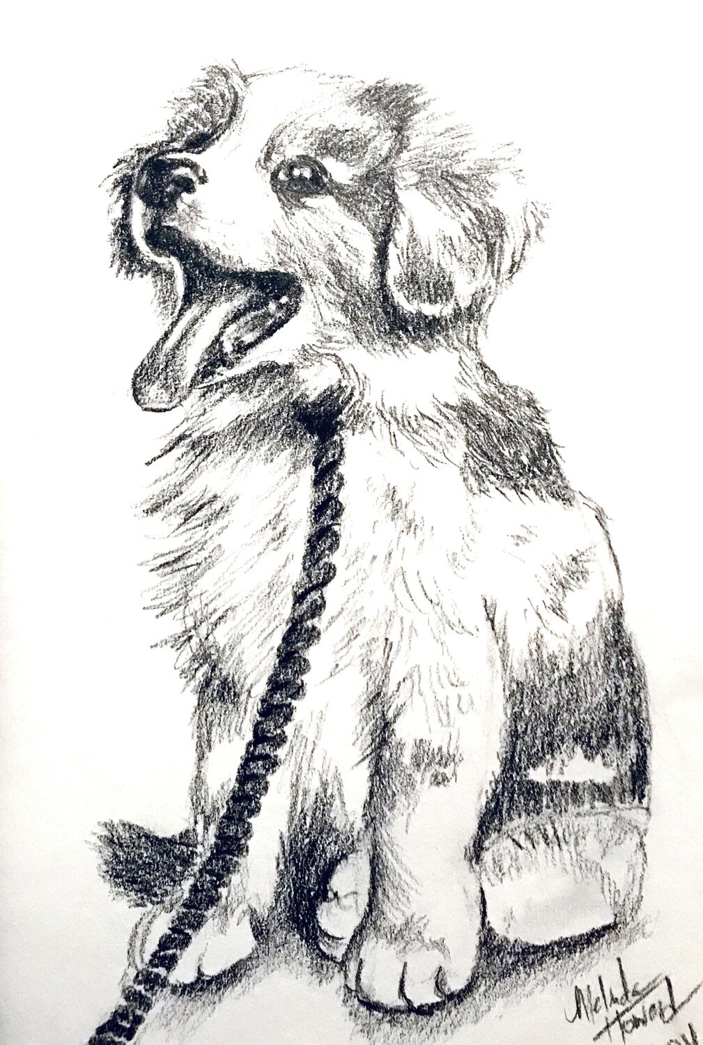 COMMISSIONED Graphite or Charcoal Portrait (Pet) Starting at: