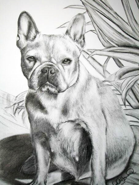 COMMISSIONED Graphite or Charcoal Portrait (Pet) Starting at:
