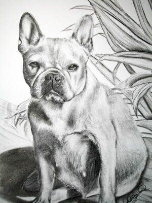 COMMISSIONED Graphite or Charcoal Portrait (Pet) Starting at: