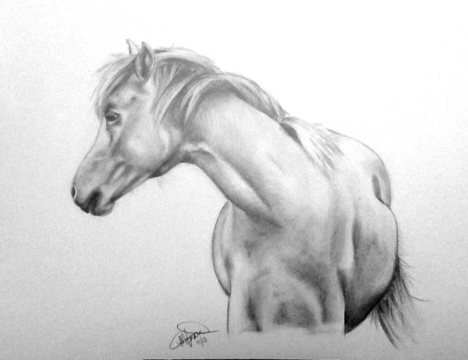 COMMISSIONED Graphite or Charcoal Portrait (Pet) Starting at: