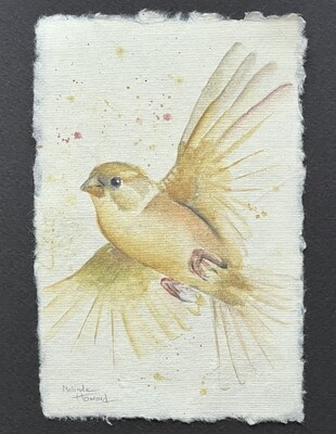 Orig. Watercolor Bird Painting - FRAMED