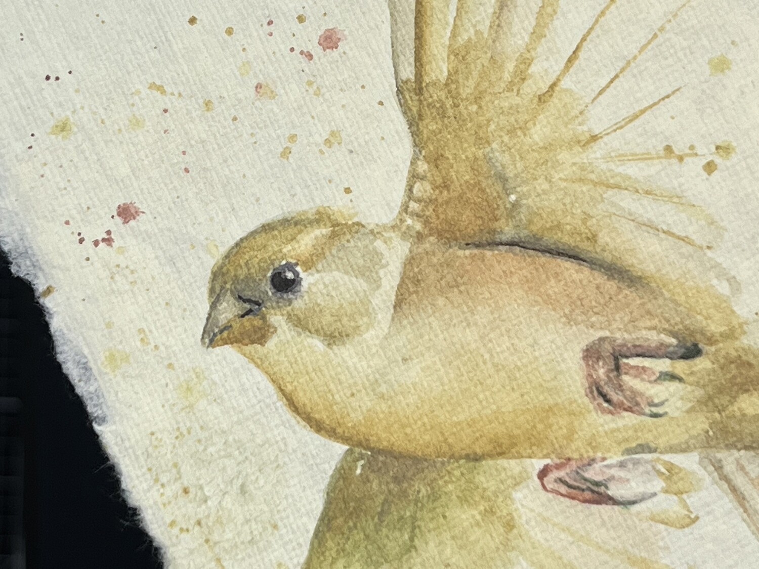 Orig. Watercolor Bird Painting - FRAMED