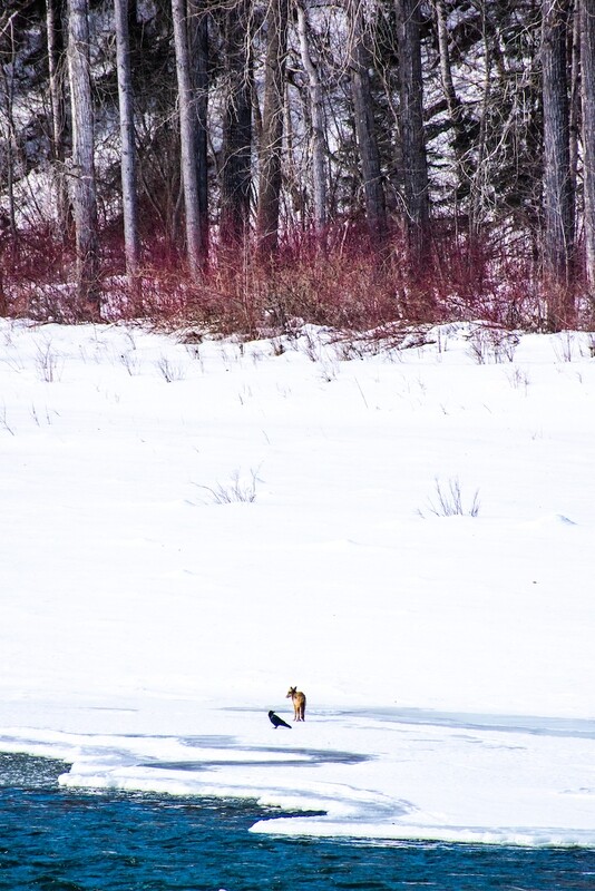 Tricksters on a Frozen River