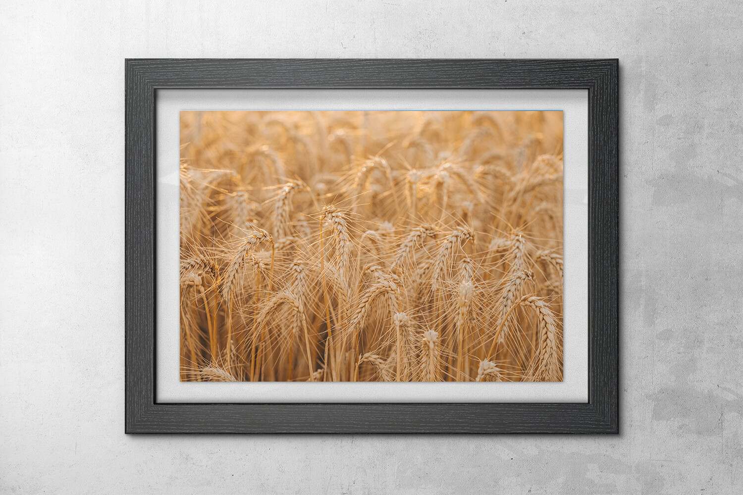 Ready to Harvest