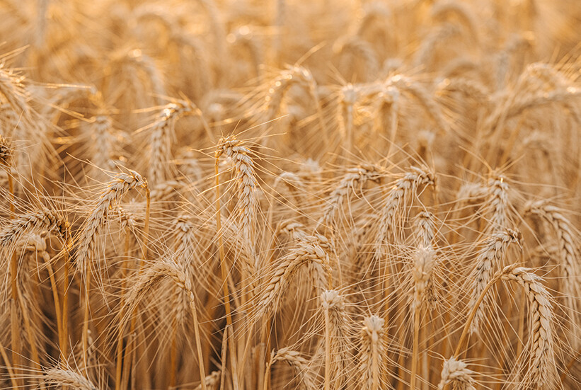 Ready to Harvest