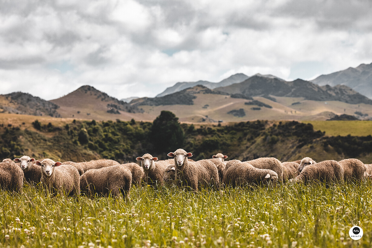 Sheepish