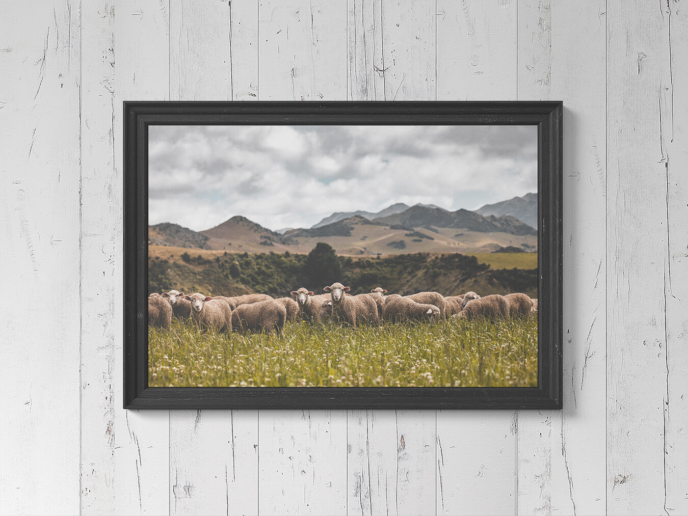 Sheepish