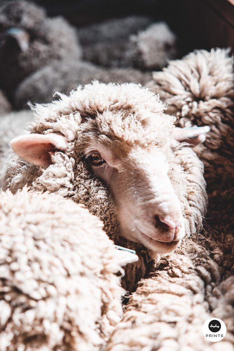 Merino Sheep