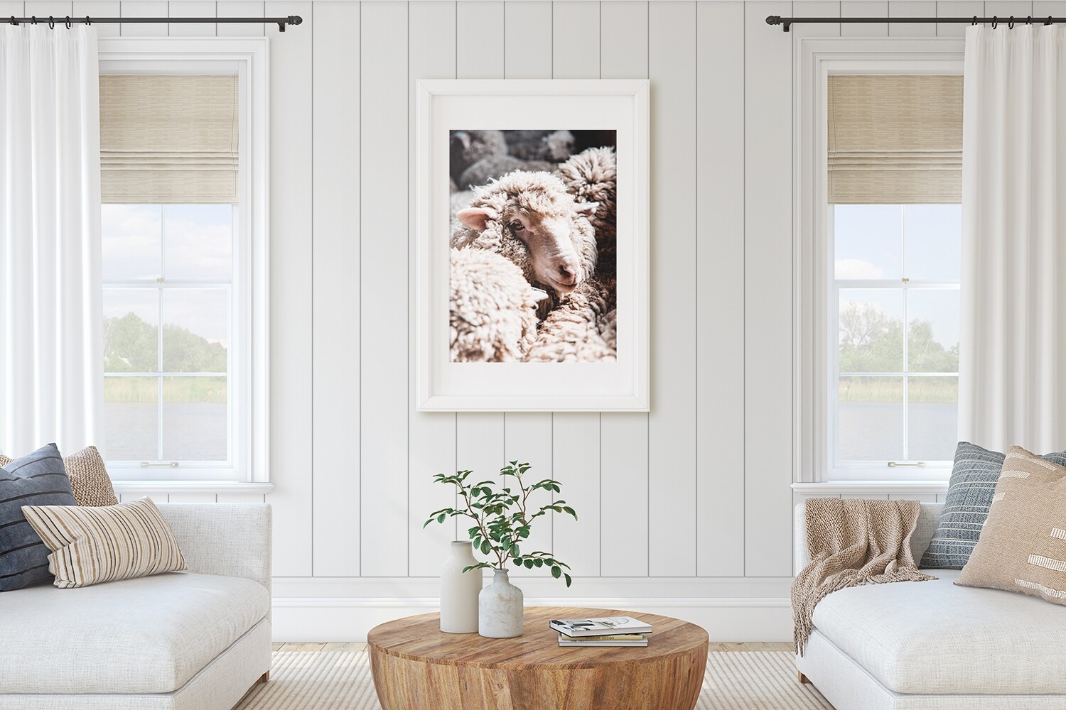 Merino Sheep