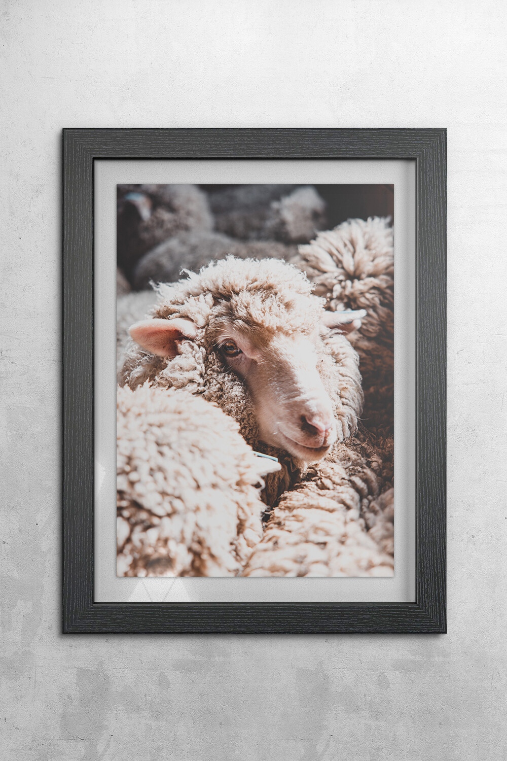 Merino Sheep