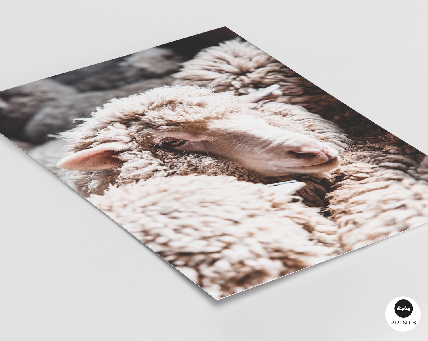 Merino Sheep