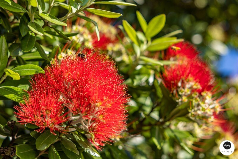 Botanical