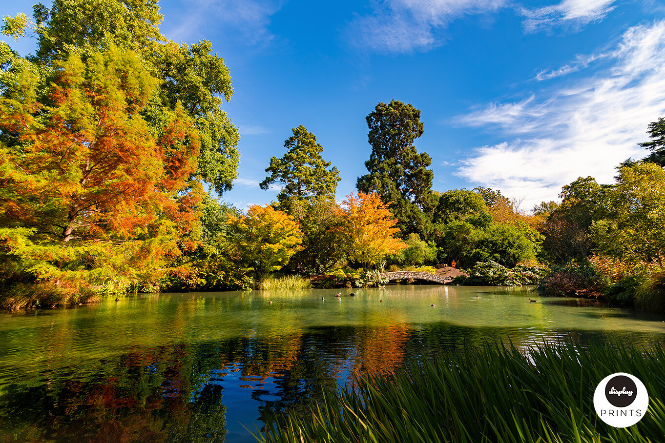 Hagley Park, Christchurch NZ