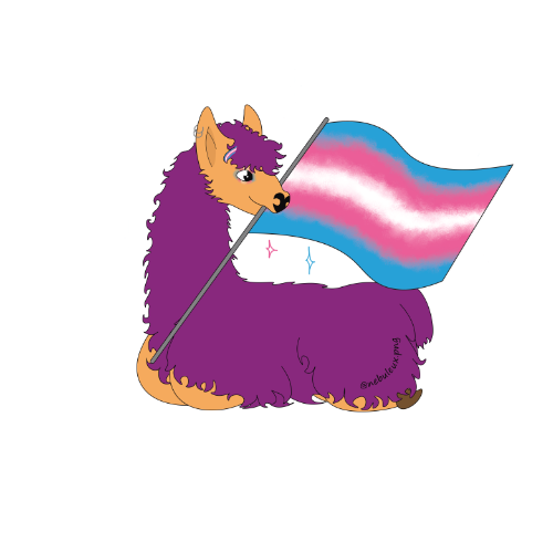 barbouille le lama violet allongé tenant dans sa bouche le drapeau trans bleu ciel rose et blanc