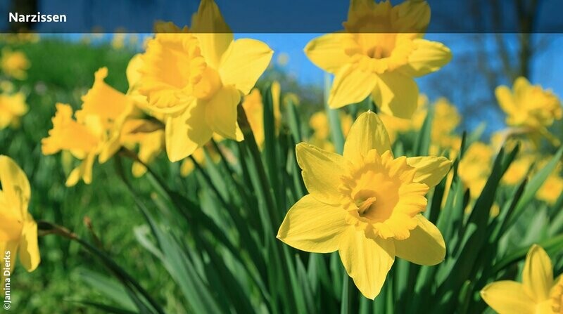 Narzissenblüte in der Eifel