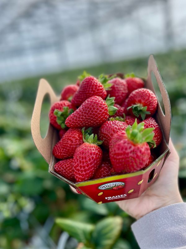 Fraises de serre