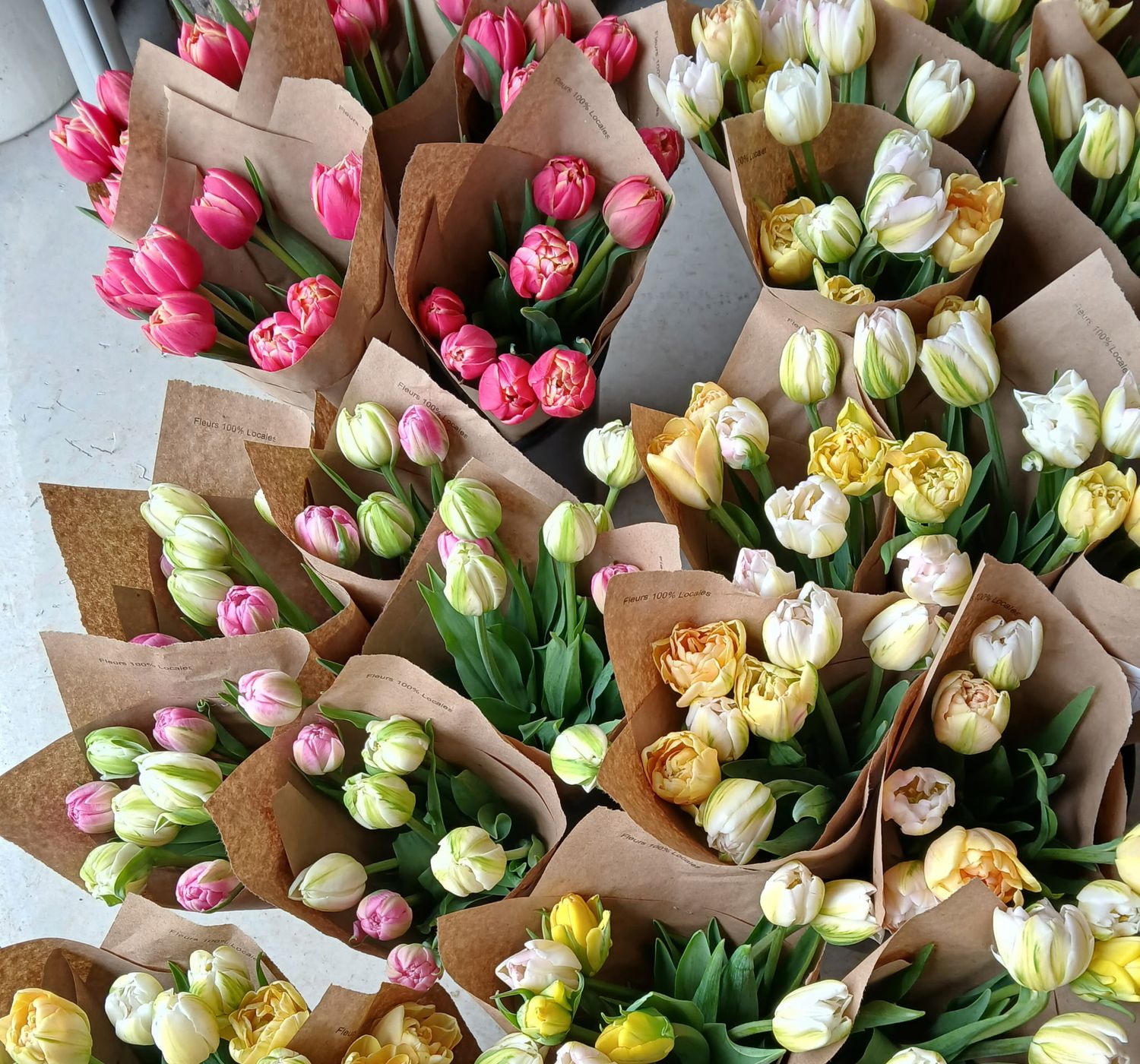 Tulipes fraîches