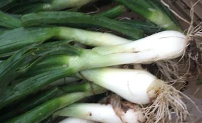 Spring Onions, one bundle