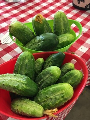 Cucumbers Small, one basket