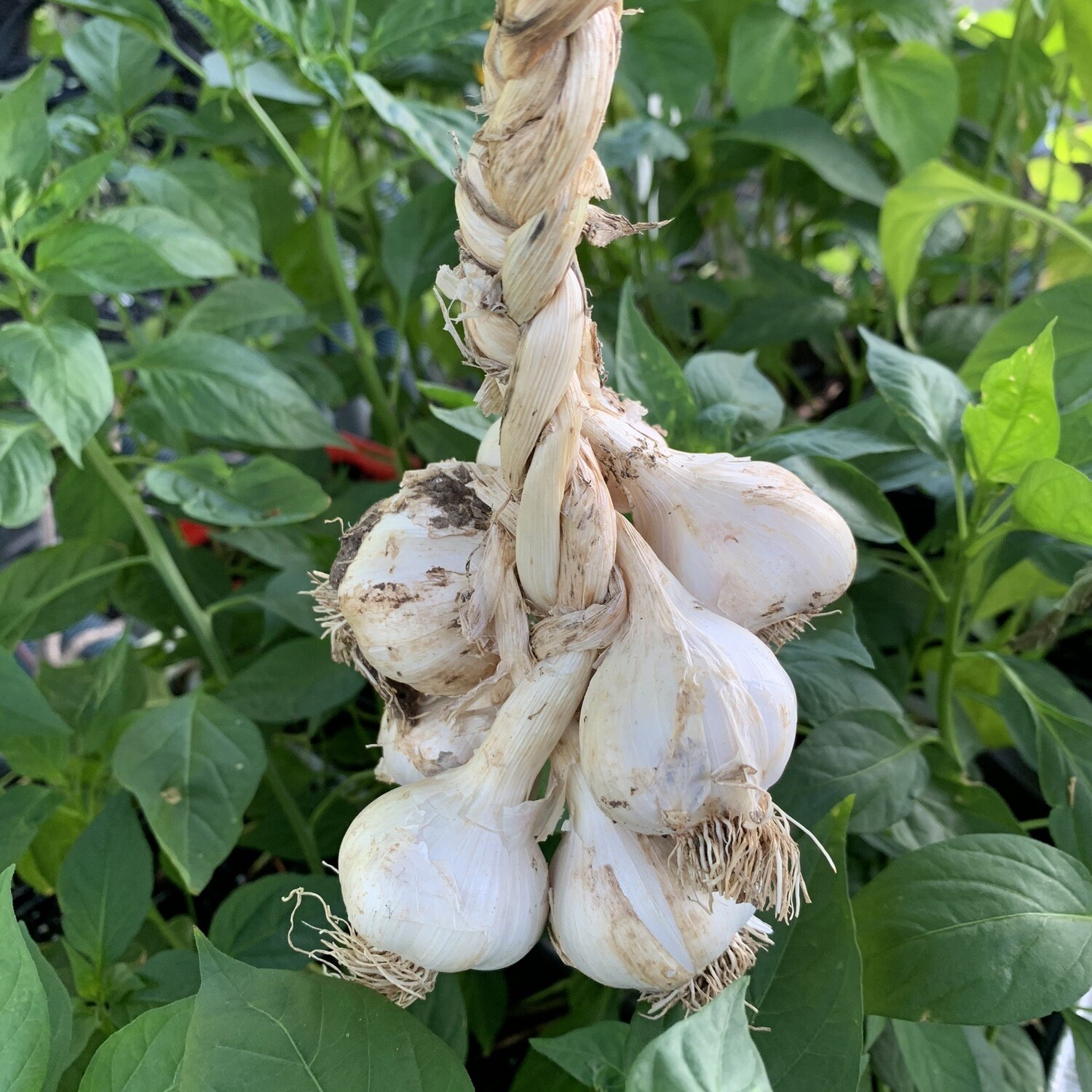Garlic Bundle